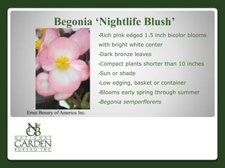 Begonia ‘Nightlife Blush’
•Rich pink edged 1.5 inch bicolor blooms
with bright white center
•Dark bronze leaves
•Compact plants shorter than 10 inches
•Sun or shade
•Low edging, basket or container
•Blooms early spring through summer
•Begonia semperflorens
Ernst Benary of America Inc.
 