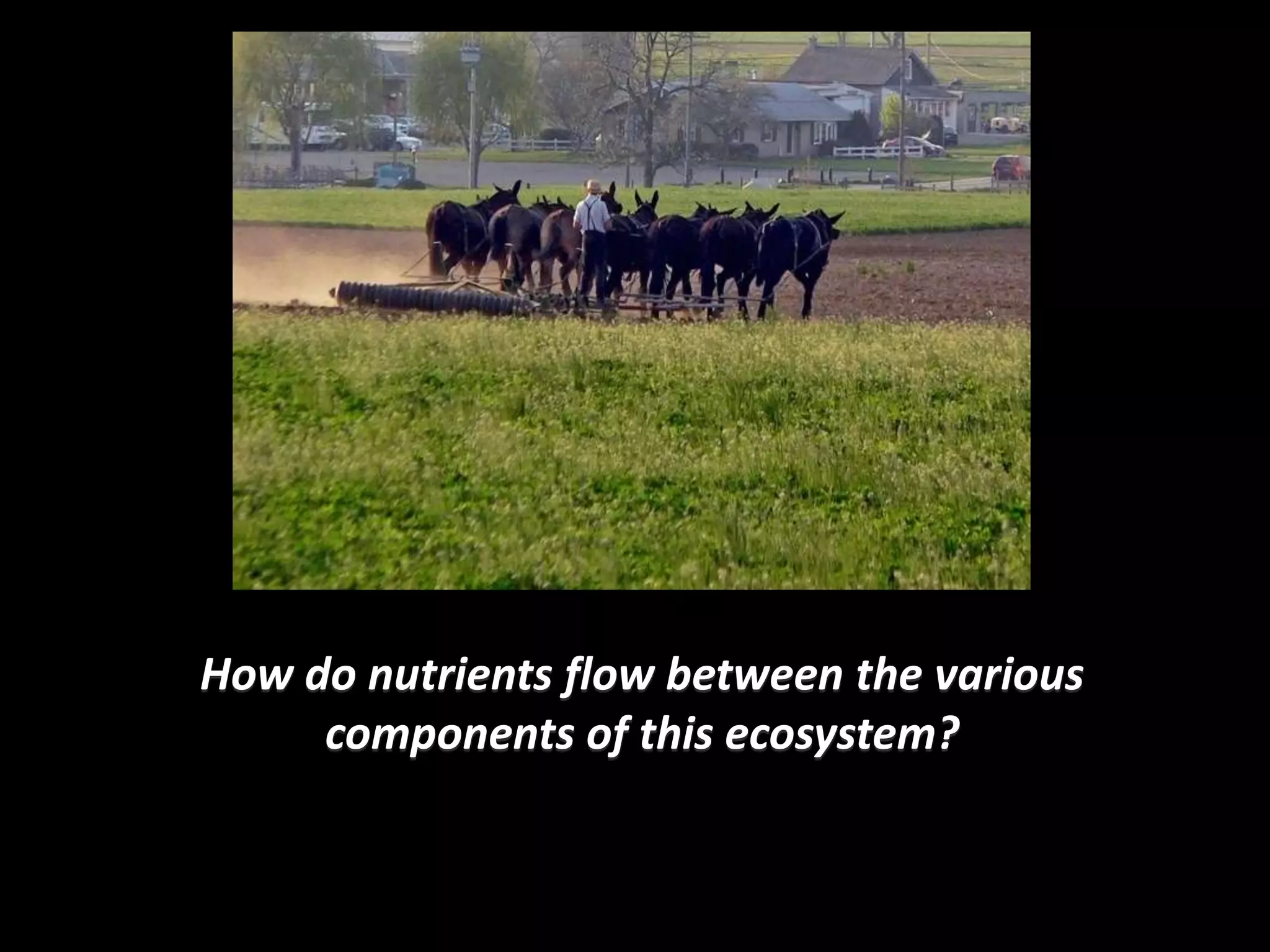 How do nutrients flow between the various
     components of this ecosystem?
 