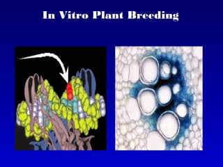 In Vitro Plant Breeding
 