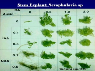 Stem Explant: Scrophularia sp
 