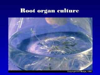 Root organ culture
 