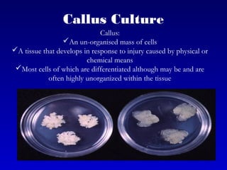Callus Culture
Callus:
An un-organised mass of cells
A tissue that develops in response to injury caused by physical or
chemical means
Most cells of which are differentiated although may be and are
often highly unorganized within the tissue
 