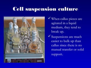 Cell suspension culture
When callus pieces are
agitated in a liquid
medium, they tend to
break up.
Suspensions are much
easier to bulk up than
callus since there is no
manual transfer or solid
support.
 