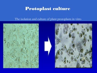 Protoplast culture
The isolation and culture of plant protoplasts in vitro
 