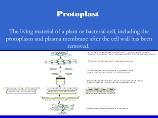 Protoplast
The living material of a plant or bacterial cell, including the
protoplasm and plasma membrane after the cell wall has been
removed.
 