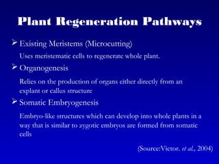 Plant Regeneration Pathways
 Existing Meristems (Microcutting)
Uses meristematic cells to regenerate whole plant.
 Organogenesis
Relies on the production of organs either directly from an
explant or callus structure
 Somatic Embryogenesis
Embryo-like structures which can develop into whole plants in a
way that is similar to zygotic embryos are formed from somatic
cells
(Source:Victor. et al., 2004)
 