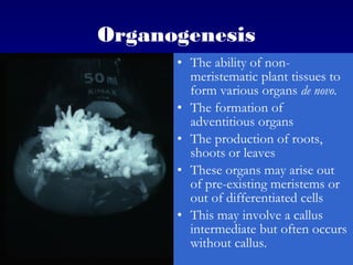 Organogenesis
• The ability of non-
meristematic plant tissues to
form various organs de novo.
• The formation of
adventitious organs
• The production of roots,
shoots or leaves
• These organs may arise out
of pre-existing meristems or
out of differentiated cells
• This may involve a callus
intermediate but often occurs
without callus.
 