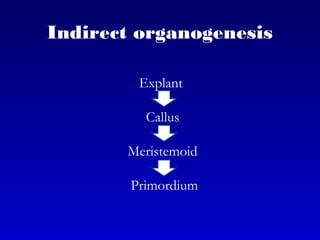 Indirect organogenesis
Explant
Callus
Meristemoid
Primordium
 