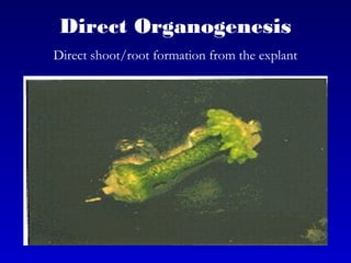 Direct Organogenesis
Direct shoot/root formation from the explant
 