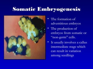 Somatic Embryogenesis
• The formation of
adventitious embryos
• The production of
embryos from somatic or
“non-germ” cells.
• It usually involves a callus
intermediate stage which
can result in variation
among seedlings
 