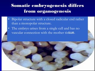 Somatic embryogenesis differs
from organogenesis
• Bipolar structure with a closed radicular end rather
than a monopolar structure.
• The embryo arises from a single cell and has no
vascular connection with the mother tissue.
 