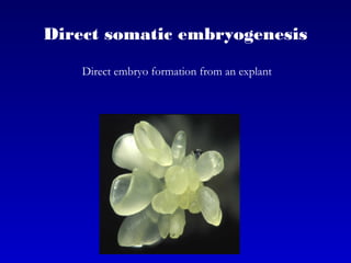 Direct somatic embryogenesis
Direct embryo formation from an explant
 