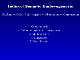 Indirect Somatic Embryogenesis
Explant → Callus Embryogenic → Maturation → Germination
1. Calus induction
2. Callus embryogenic development
3. Multiplication
4. Maturation
5. Germination
 
