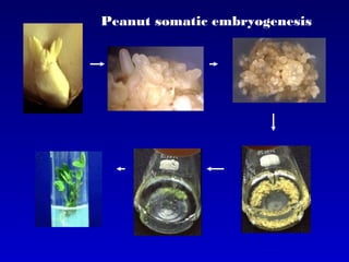 Peanut somatic embryogenesis
 
