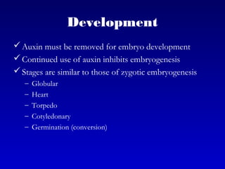 Development
Auxin must be removed for embryo development
Continued use of auxin inhibits embryogenesis
Stages are similar to those of zygotic embryogenesis
– Globular
– Heart
– Torpedo
– Cotyledonary
– Germination (conversion)
 