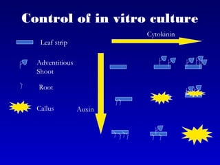 Control of in vitro culture
Cytokinin
Auxin
Leaf strip
Adventitious
Shoot
Root
Callus
 