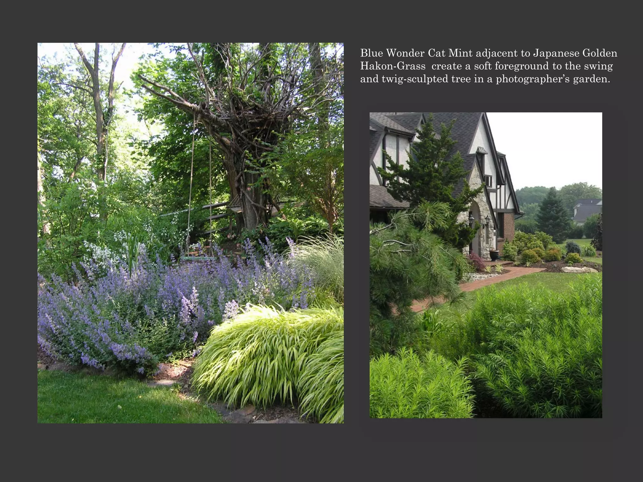 Blue Wonder Cat Mint adjacent to Japanese Golden
Hakon-Grass create a soft foreground to the swing
and twig-sculpted tree in a photographer’s garden.
 