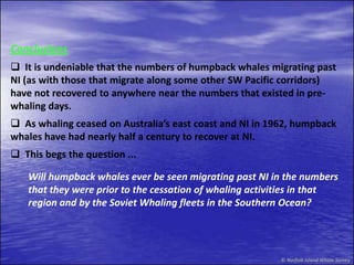   During the period from 1956 until the commencement of the NIWS in 2003 no whale research occurred on NI. In recent years, cetacean research has increased significantly throughout the SW Pacific .