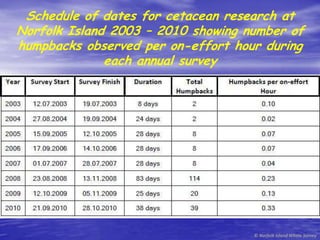   Since the commencement of the NIWS, a survey was carried out in New Zealand’s Cook Straits (where the Perano Brothers and others undertook commercial whaling ventures). This produced similar results to those of NI and Fiji.© Norfolk Island Whale Survey