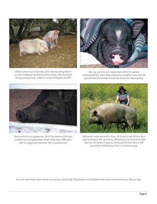 Gilbert came to us in October, 2010. He was being held in           Jon-Jon came to us in September, 2010. His owners
a small muddy pen by friends of the owner, who had been       relinquished him when they realized he would be more than 20
 having zoning issues. Gilbert is so much happier at LOH!       pounds and the breeder would not honor her return policy.




Tank came to us in September, 2010. He came to LOH from       Valentine is was rescued in June, 2010 and is one of two farm
 another rescue organization where there were difficulties    pigs residing at the sanctuary. Weighing in at more than 900
    with his aggressive behavior. He’s a sweetie now!           pounds, he makes it easy to showcase the fact that a 200
                                                                      pound pot-bellied pig truly is a miniature pig!




  You can read more about these rescues by visiting http://facebook.com/LilOrphanHammies and viewing our Rescue Log!




                                                                                                                     Page 8
 