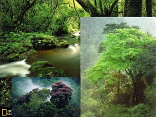 2011 sec 3 elective geography chapter 03 • types of natural vegetation ...