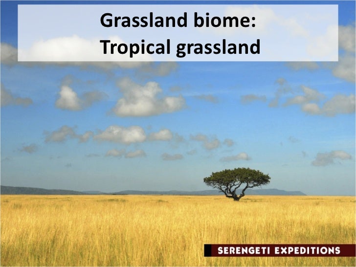 essays on grasslands essays on grasslands