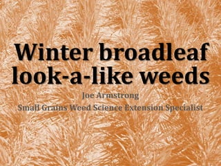 Winter broadleaf
look-a-like weeds
Joe Armstrong
Small Grains Weed Science Extension Specialist
 