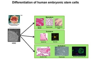 Differentiation of human embryonic stem cells



                                                     Mesoderm




                Ed Fridlander                        http://ahdc.vet.cornell.edu     http://training.fws.gov

                     Skeletal                         Erythrocytes                    Smooth Muscle
                     Muscle                                                               (Gut)


                                                     Ectoderm




                                http://www.biology                                  Yukiko Goda
                                ofhumanaging.com

                                      Epidermis                                    Neurons
hESC
                                                                                                Endoderm
                  http://flylib.com




                                                                                      http://www.sciencellonline.com

                              Alveolar Cells                                                        Hepatocytes        Hormone expressing islet
 