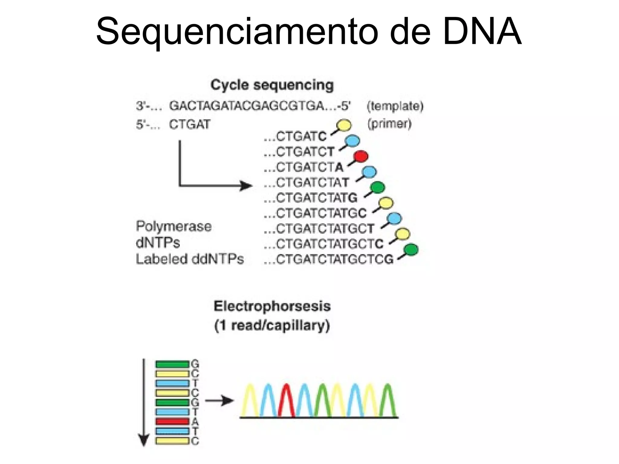 Sequenciamento de DNA
 