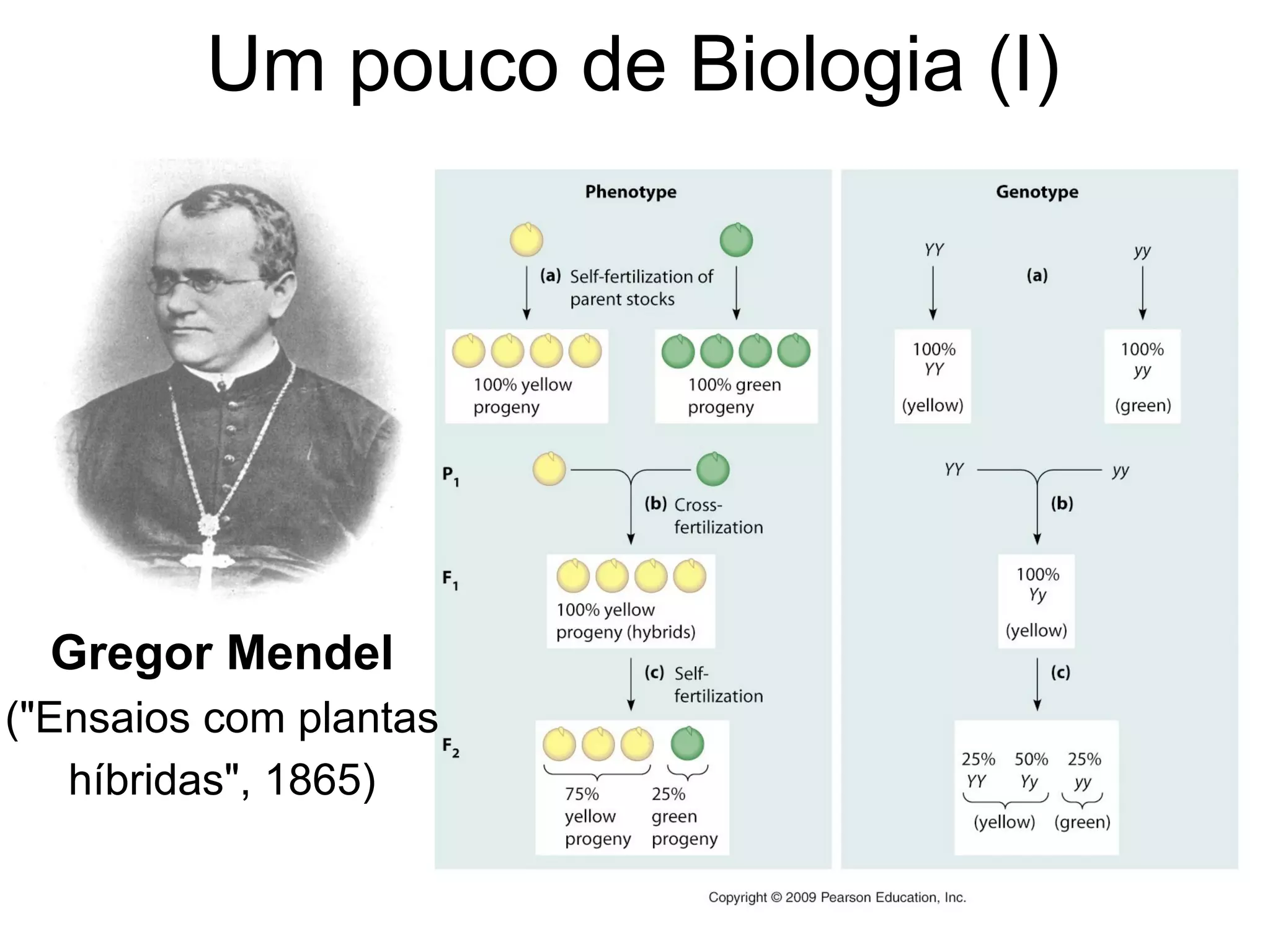 Um pouco de Biologia (I)




  Gregor Mendel
("Ensaios com plantas
   híbridas", 1865)
 