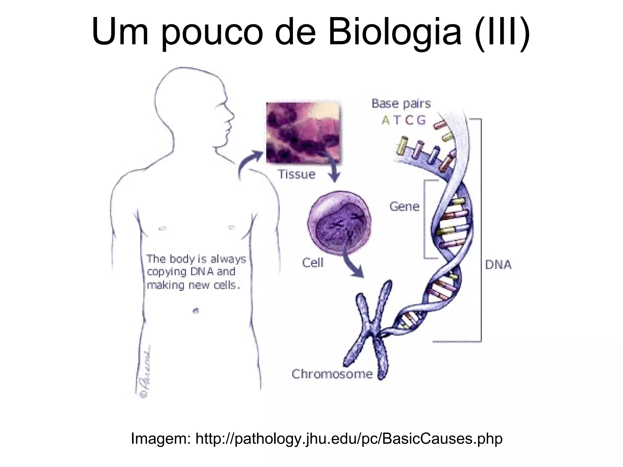 Um pouco de Biologia (III)




  Imagem: http://pathology.jhu.edu/pc/BasicCauses.php
 