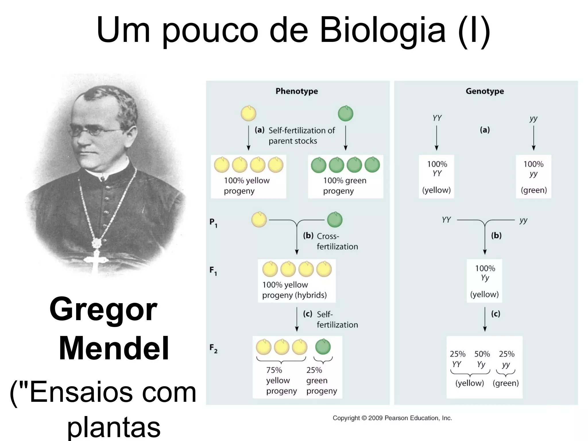 Um pouco de Biologia (I)




   Gregor Mendel
("Ensaios com plantas
   híbridas", 1865)
 