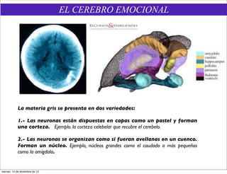 EL CEREBRO EMOCIONAL




             La materia gris se presenta en dos variedades:

             1.- Las neuronas están dispuestas en capas como un pastel y forman
             una corteza. Ejemplo. la corteza celebelar que recubre el cerebelo.

             2.- Las neuronas se organizan como si fueran avellanas en un cuenco.
             Forman un núcleo. Ejemplo, núcleos grandes como el caudado o más pequeños
             como la amígdala.


viernes, 14 de diciembre de 12
 