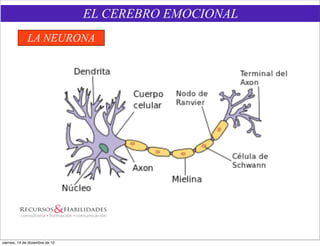 EL CEREBRO EMOCIONAL
              LA NEURONA




viernes, 14 de diciembre de 12
 