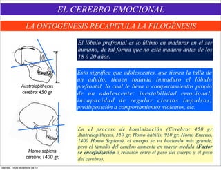 EL CEREBRO EMOCIONAL
                    LA ONTOGÉNESIS RECAPITULA LA FILOGÉNESIS

                                        El lóbulo prefrontal es lo último en madurar en el ser
                                        humano, de tal forma que no está maduro antes de los
                                        18 ó 20 años.

                                        Esto significa que adolescentes, que tienen la talla de
                                        un adulto, tienen todavía inmaduro el lóbulo
                Australopithecus        prefrontal, lo cual le lleva a comportamientos propio
                cerebro: 450 gr.        de un adolescente: inestabilidad emocional,
                                        i n c a p a c i d a d d e re g u l a r c i e r t o s i m p u l s o s ,
                                        predisposición a comportamientos violentos, etc.


                                        En el proceso de hominización (Cerebro: 450 gr
                                        Australopithecus, 550 gr. Homo habilis, 950 gr. Homo Erectus,
                                        1400 Homo Sapiens), el cuerpo se va haciendo más grande,
                                        pero el tamaño del cerebro aumenta en mayor medida (Factor
                     Homo sapiens       se encefalización o relación entre el peso del cuerpo y el peso
                    cerebro: 1400 gr.   del cerebro).
viernes, 14 de diciembre de 12
 