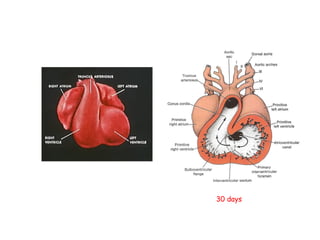 Human Cardiac embryology - 전이경 교수 | PDF