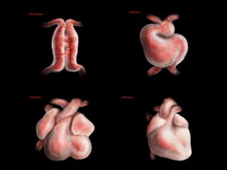 Human Cardiac embryology - 전이경 교수 | PDF