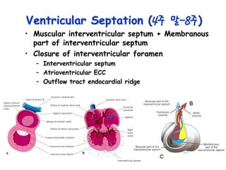 Human Cardiac Embryology PDF Human Cardiac Embryology PDF
