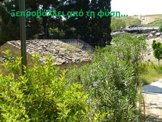 Ξεπροβάλλει από τη φύση...
 