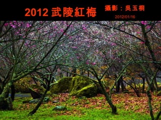2012 武陵紅梅
攝影：吳玉桐
2012/01/16
 