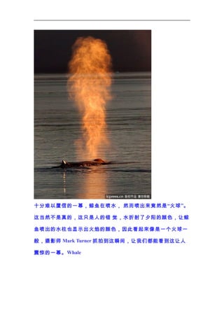 十分难以置信的一幕，鲸鱼在喷水， 然而喷出来竟然是 “火球 ”。
这当然不是真的，这只是人的错 觉，水折射了夕阳的颜色，让鲸
鱼喷出的水柱也显示出火焰的颜色，因此看起来像是一个火球一
般，摄影师 Mark Turner 抓拍到这瞬间，让我们都能看到这让人
震惊的一幕。 Whale

 
