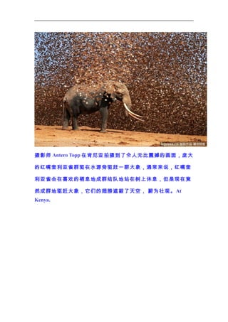 摄影师 Antero Topp 在肯尼亚拍摄到了令人无比震撼的画面，庞大
的红嘴奎利亚雀群驱在水源旁驱赶一群大象，通常来说，红嘴奎
利亚雀会在喜欢的栖息地成群结队地站在树上休息，但是现在竟
然成群地驱赶大象，它们的翅膀遮蔽了天空， 蔚为壮观。 At
Kenya.

 