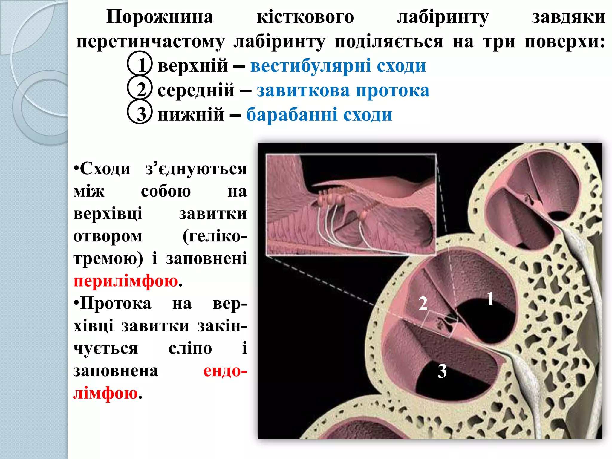 Орган слуху та рівноваги