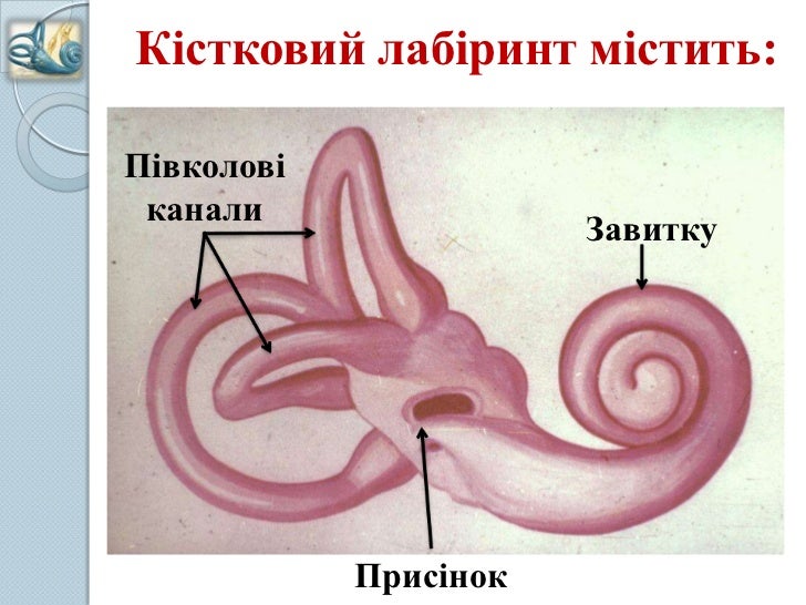 Орган слуху та рівноваги