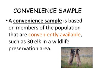CONVENIENCE SAMPLE
• A convenience sample is based
  on members of the population
  that are conveniently available,
  such as 30 elk in a wildlife
  preservation area.
 