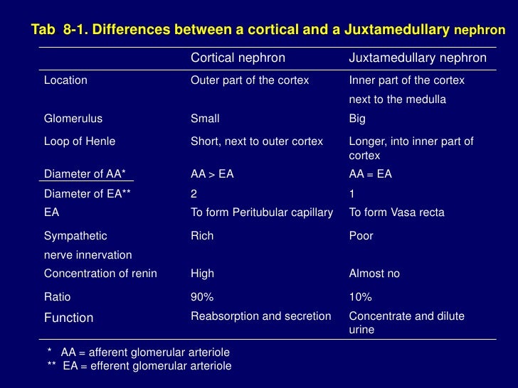 What are some key differences between juxtamedullary nephrons and cortical nephrons?