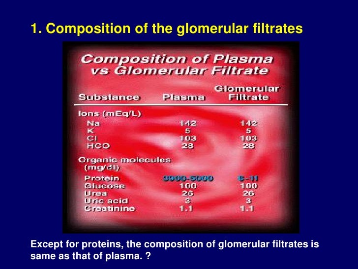 urine processes formation of 3 2012 4 renal 16 physiology urine processes formation of 3 2012 4 renal 16 physiology