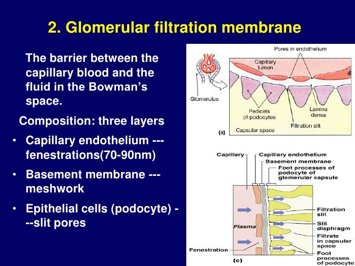 2012 416 renal physiology