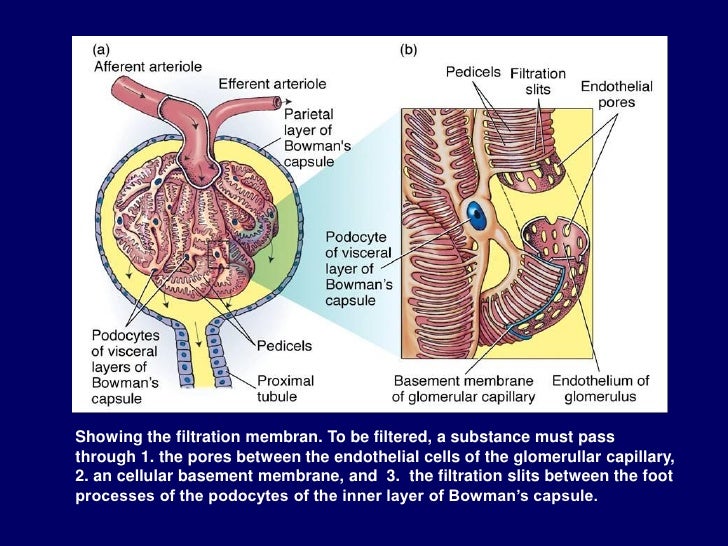 2012 416 renal physiology