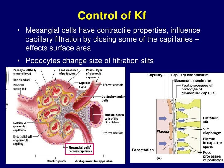 2012 416 renal physiology